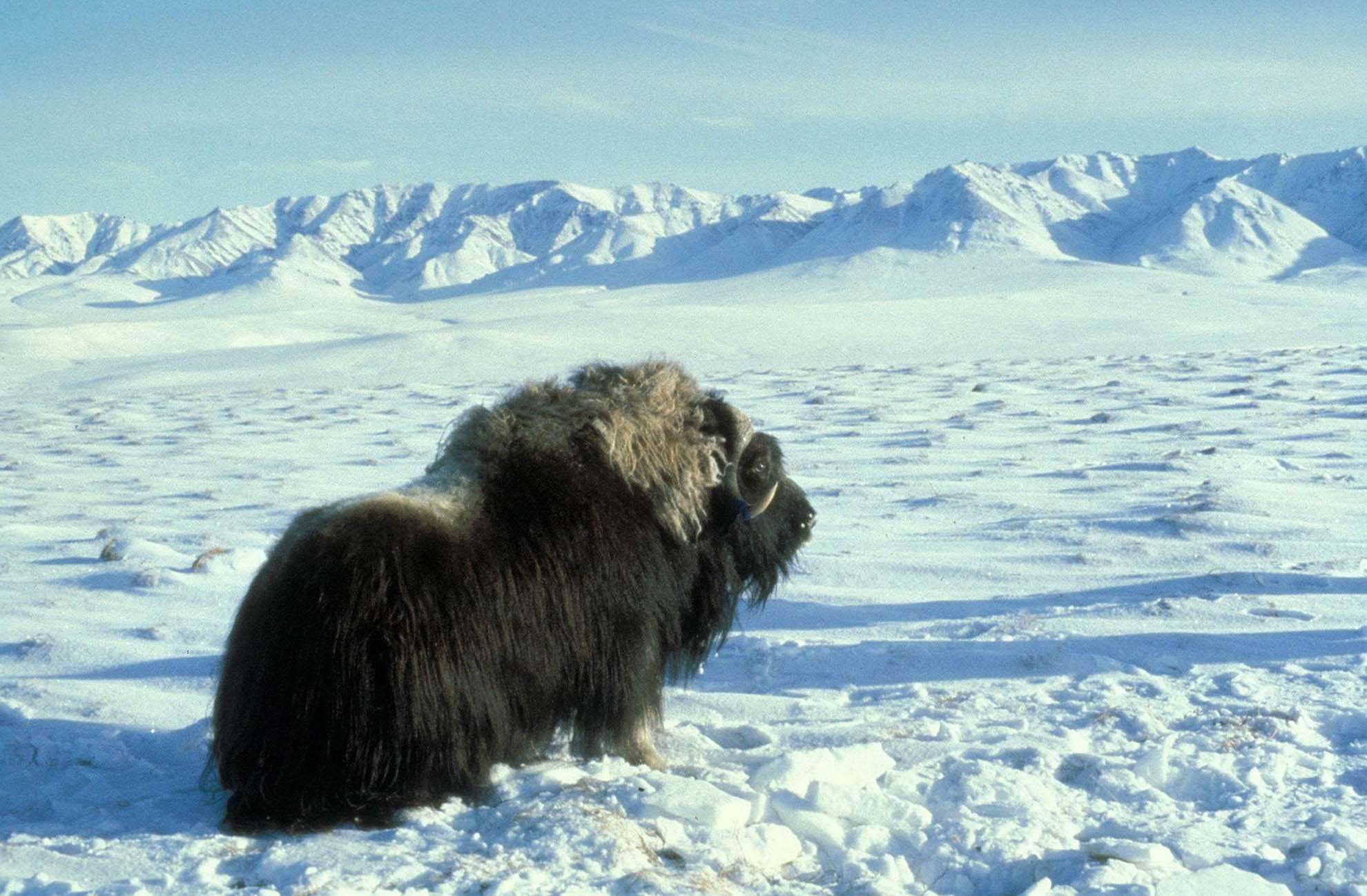 A musk ox, dark colored, looking towards the Alaskan mountains, in a white and snowy landscape.