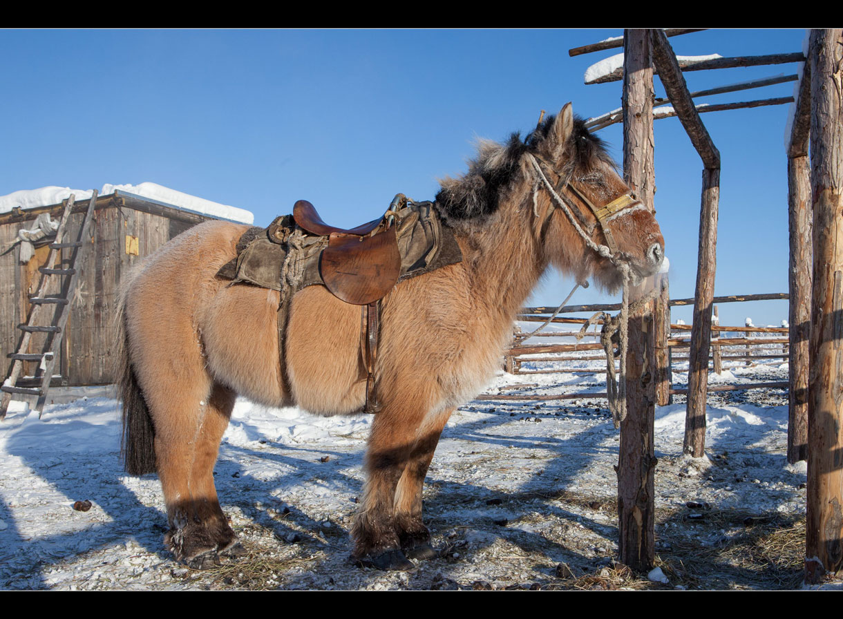 A photo of a Yakut horse. This type of horse is long-haired, and this particular one has a saddle and is ready for a journey.