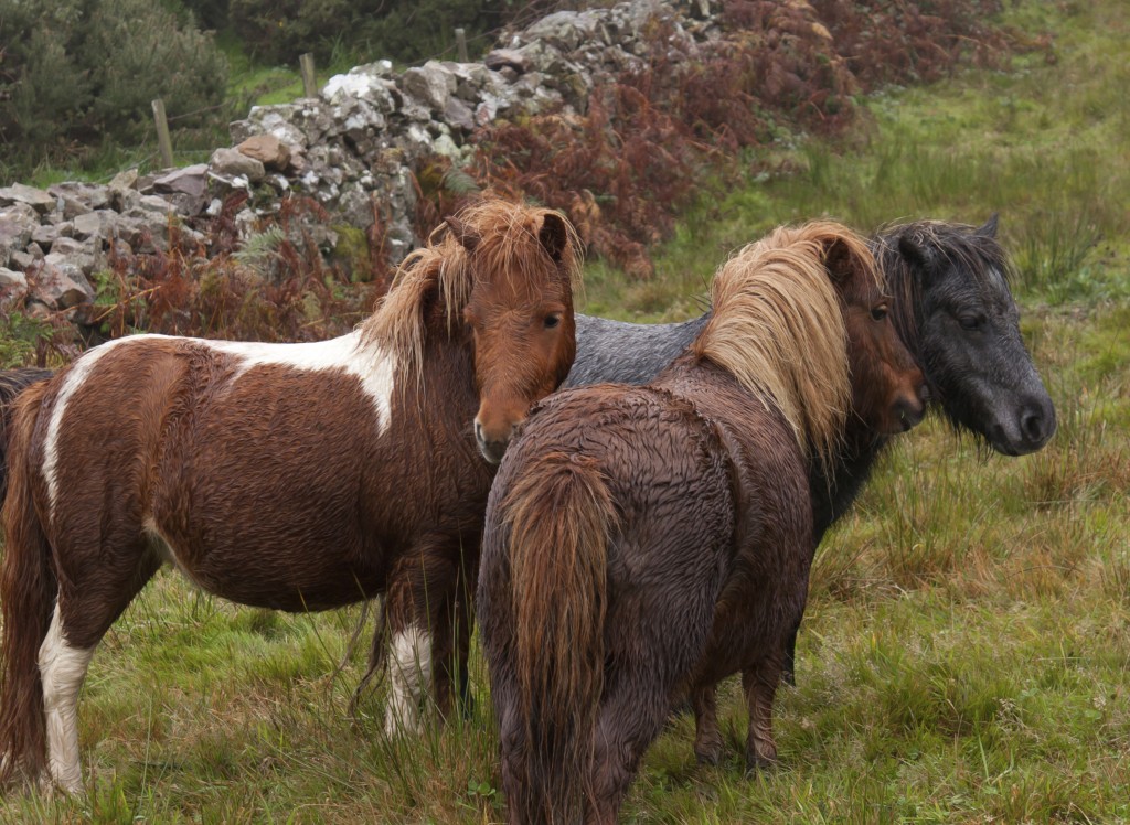 A photo of three Yakutian horses: a plain brown one, one with brown hair and white spots and a black horse, standing on a meadow in front of a stone fence.