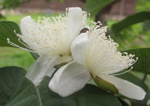 Guava flowers